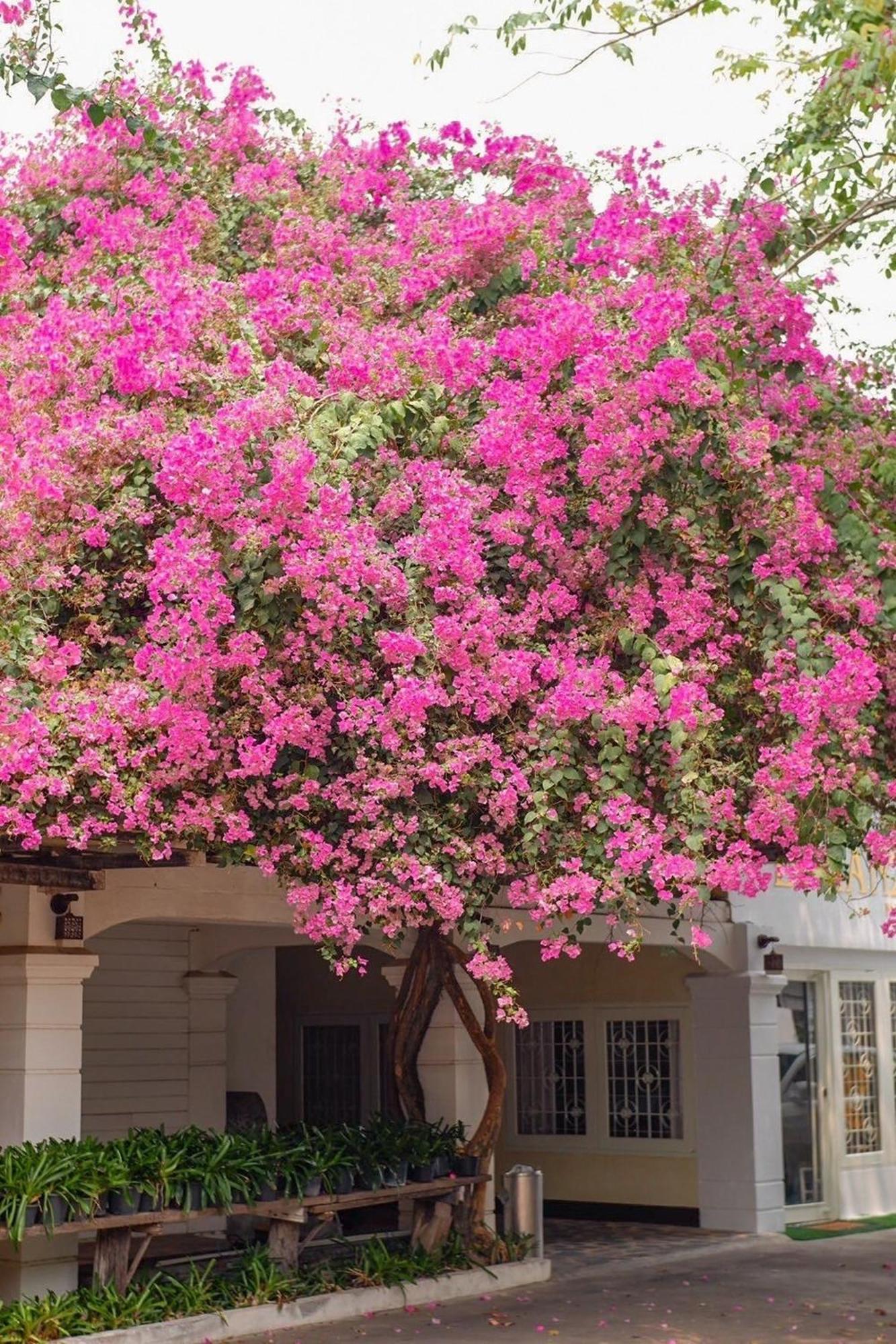 אודון תאני Delio Boutique Hotel מראה חיצוני תמונה
